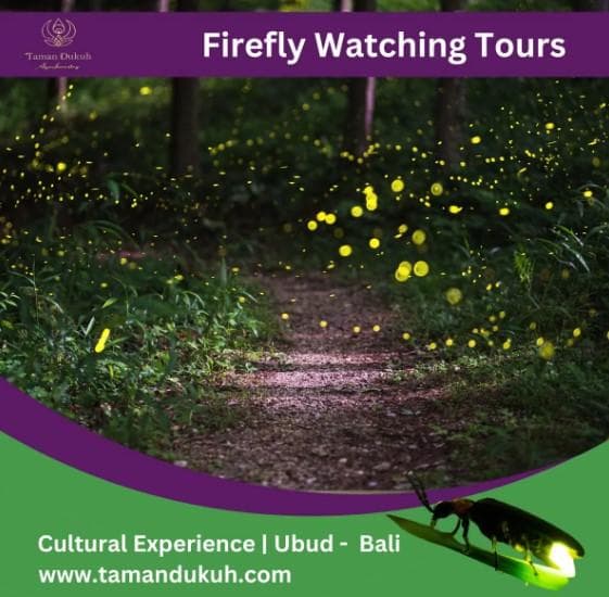 Bali Firefly Watching Tour